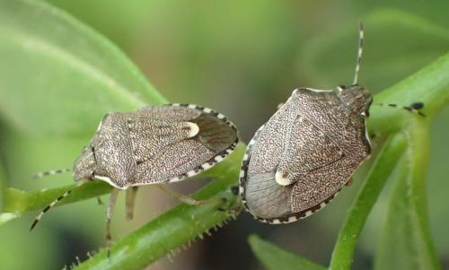 Holcostethus albipes